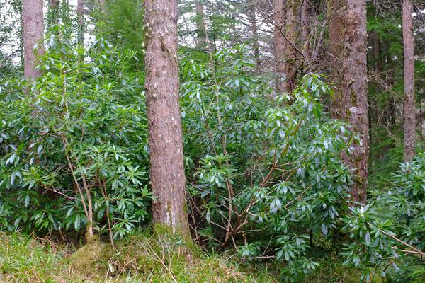 Two walkers rescued after getting lost in Kerry rhododendron