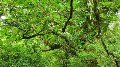 Ireland needs more wild native forests – not lifeless Sitka plantations 