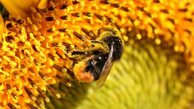 Greater pollinator: the humble bumblebee has every right to brag