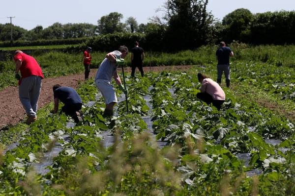 The farm that helps drug addicts: ‘It’s calm here. When everything is hectic, that helps’