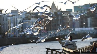 Department of Health looks to curb seagull attacks on maintenance crews