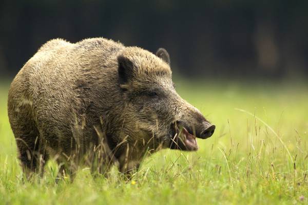Wild boar triggers legal earthquake in Poland
