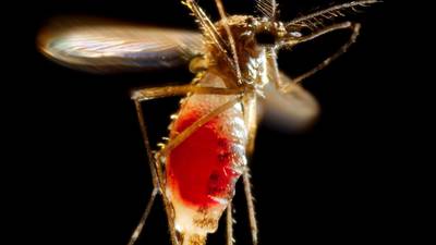 WHO warns Zika virus may spread into Europe