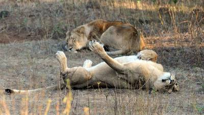 Debate rages over proposal to make the lion India’s national animal
