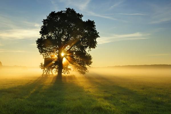 Out of his tree – Frank McNally on Royal Oak Day and the pub name it inspired