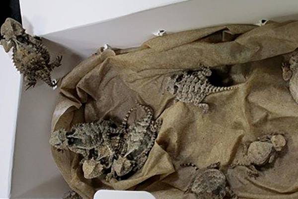 Man arrested after US border officers find 52 reptiles hidden in clothing