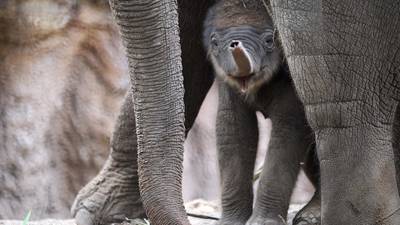 Boy sues Dublin Zoo after fracturing teeth  trying to see baby  elephant