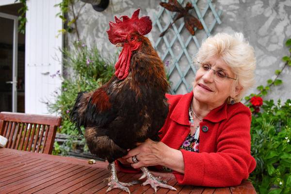Maurice the rooster can keep crowing, French court rules