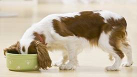 Vegan dog food grows in popularity among eco-conscious pet owners