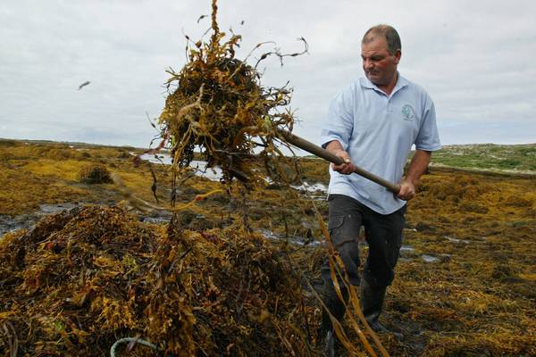 Government to clarify seaweed harvest licensing position