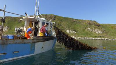 Seaweed: the next big step for Irish food and farming?