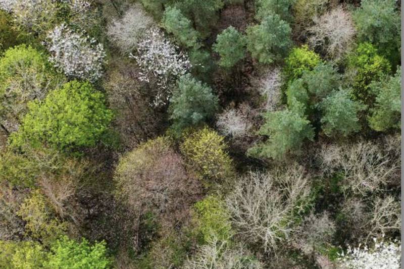 The sheer diversity within Donegal’s native woods reminds us they exist as so much more than just trees