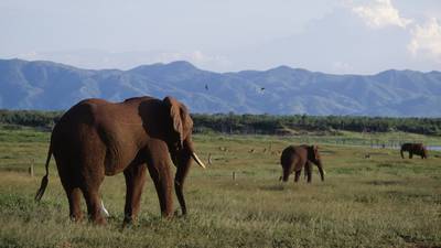 White House backtracks on move to lift ban on elephant trophies