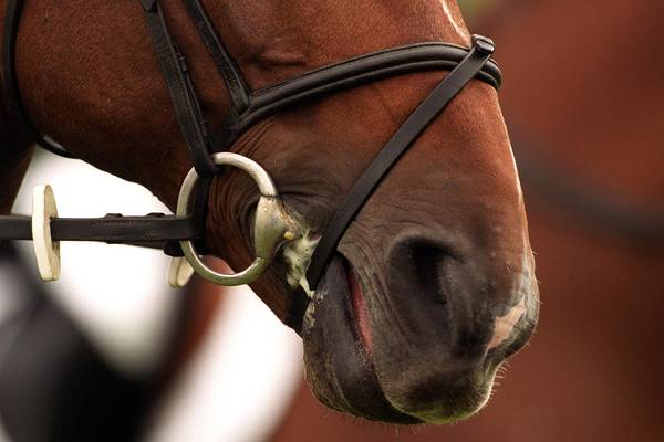 Equestrian: world breeding championships take centre stage