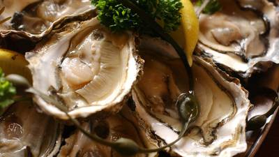 Galway Bay community aims to save the native oyster