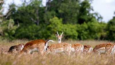 Oh deer: Feeding Phoenix Park deer will make future herd more aggressive, researcher says