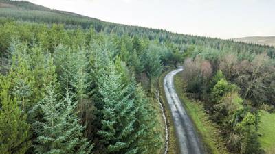 Efforts to plant more trees in Ireland fall short by thousands of hectares