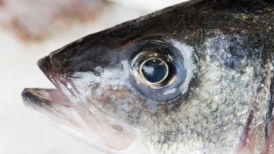 Investment in discarded fish heads proves profitable for big-name hedge funds