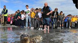 Seals give five stars to wild salmon in Irish waters