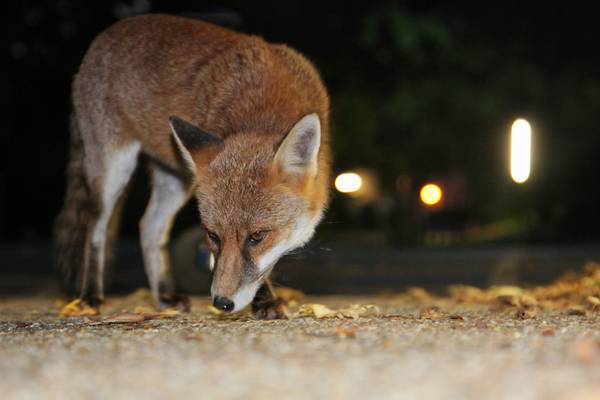 Nature Diary: The urban foxes of Ireland