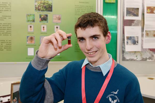 Blackberry antibiotic lands Cork student top BT Young Scientist prize