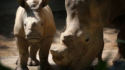 Irish rhinoceros horn trafficker jailed in US