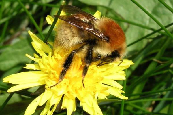 Irish scientists part of €9m project to investigate bee population decline
