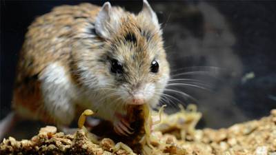Tough rodent can block the pain of a scorpion sting