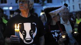 Badger cull  begins in Britain  in bid to curb bovine TB