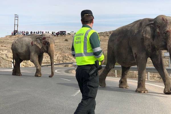 Elephant dies on Spanish motorway as circus truck crashes