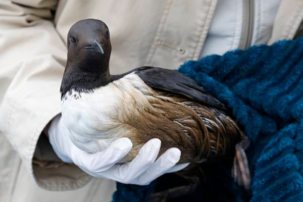 Guillemots affected by oil spill being released back to sea