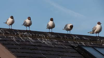 Seagull poo and the hosepipe ban make for the perfect storm