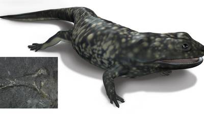 Bones of 325-million-year-old amphibian discovered in Co Clare