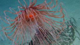 Giant hydroid found in Irish deep-sea expedition