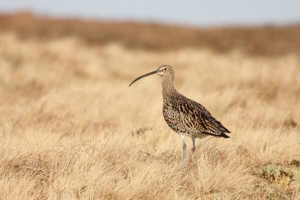 Curlew numbers rising as conservation targets are being met