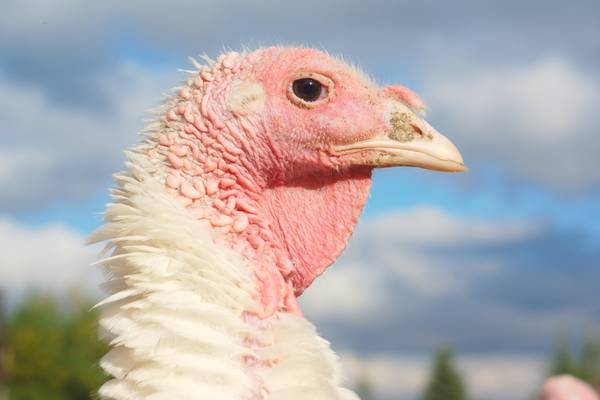 Oliver Callan: The turkeys of Drumlusty have seen it all