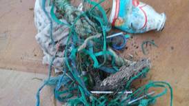 Coastwatch litter survey reveals encouraging trend