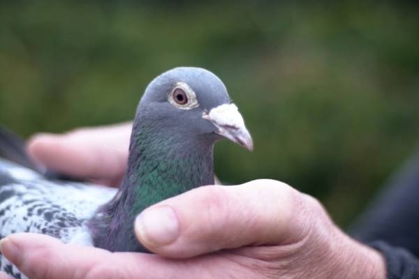 ‘Lionel Messi’ of pigeon racing sells for record €1.25 million