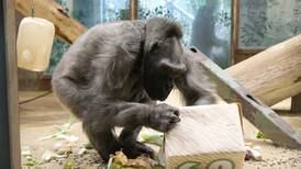 Belfast Zoo’s oldest gorilla celebrates her 60th birthday