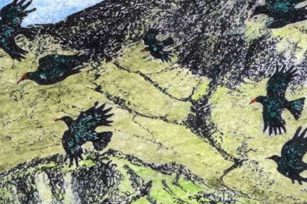 The declining choughs of Dursey island need decision makers’ help
