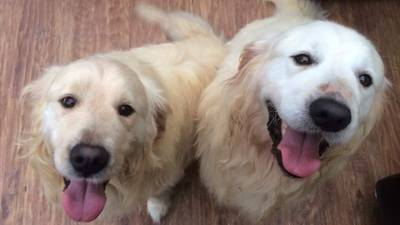 Appeal to rehome pairs of dogs that ‘can’t be split’ goes viral