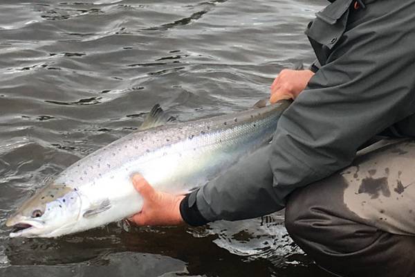 Angling Notes: More wild salmon ‘caught and released’ than ‘caught and kept’
