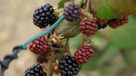 Fruit of the Doom – An Irishman’s Diary about blackberries
