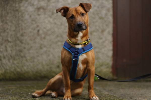 Dogs Trust receive 172 requests from owners looking to get rid of pet after Christmas