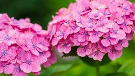 Your gardening questions answered: What’s wrong with my hydrangeas?