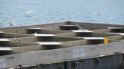 One good tern: birds bed down in  Dublin Port Company’s new nests