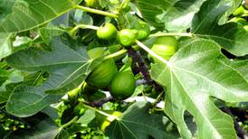 Figs are in season: here’s how to grow your own