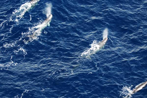 Sperm whales one of most abundant whale species off Ireland, study finds