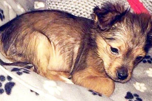 Bail refused to man accused of killing puppy