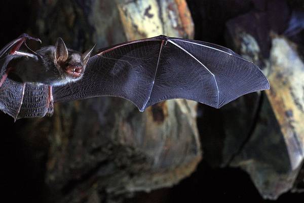 Bats reveal genetic basis for extended lifespan and ability to resist cancer